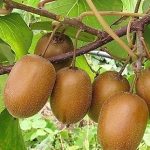 Actinidia chinensis Tomuri