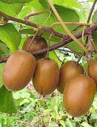 Actinidia chinensis Tomuri