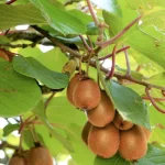 Actinidia deliciosa 'Solo'