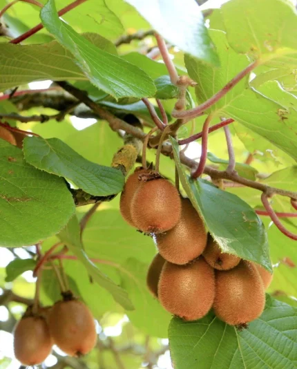 Actinidia deliciosa 'Solo'