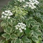 Aegopodium podagraria 'Variegata' (Podagrafű) /fehér-tarka lomb/