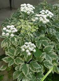 Aegopodium podagraria 'Variegata' (Podagrafű) /fehér-tarka lomb/