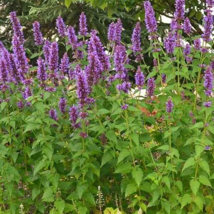 Agastache  'Blue Boa' (Izsópfű)