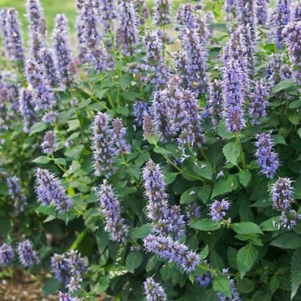Agastache  'Blue Fortune' (Izsópfű)