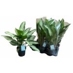 Aglaonema SILVER BAY
