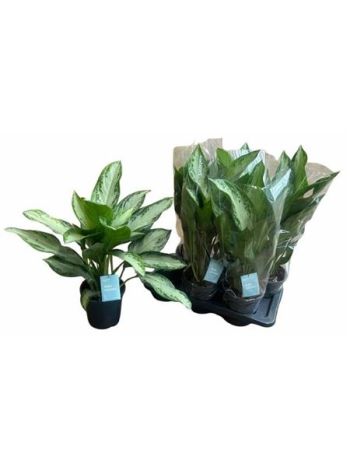 Aglaonema SILVER BAY
