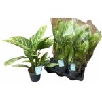 Aglaonema STRIPES