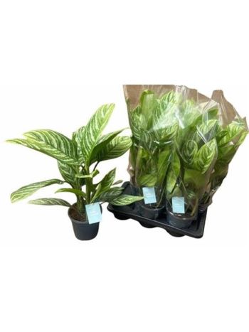 Aglaonema STRIPES