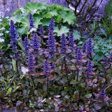 Ajuga reptans 'Simon's Type' (Indás ínfű) /barnásvörös lomb/