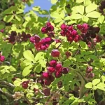 Akebia quinata - Ötlevelű akebia