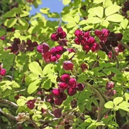 Akebia quinata - Ötlevelű akebia