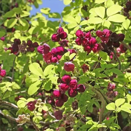 Akebia_quinata_-_otlevelu_akebia Akebia quinata - Ötlevelű akebia