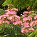 Albizia julibrissin 'Ombrella'® - Ernyős koronájú selyemakác