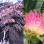 Albizia julibrissin 'Summer Chocolate'® - Bordó levelű selyemakác