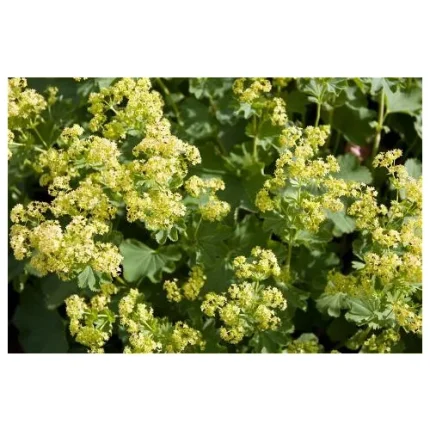 Alchemilla epipsila (Palástfű)