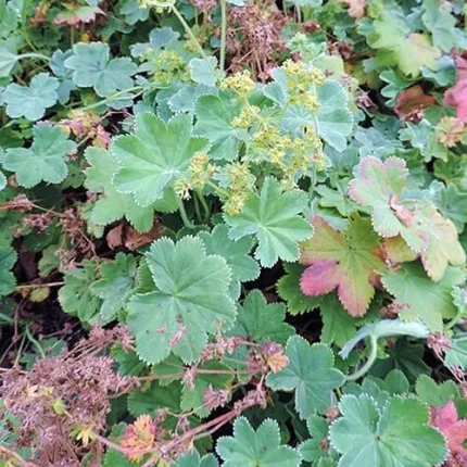 Alchemilla erythropoda 'Alma' (Törpe palástfű)