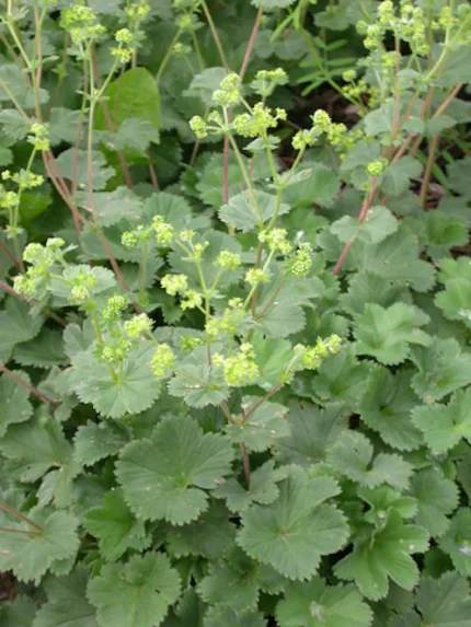 Alchemilla erythropoda (Törpe palástfű)