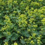 Alchemilla mollis 'Irish Silk' (Nagylevelű palástfű)