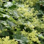 Alchemilla mollis (Nagylevelű palástfű)