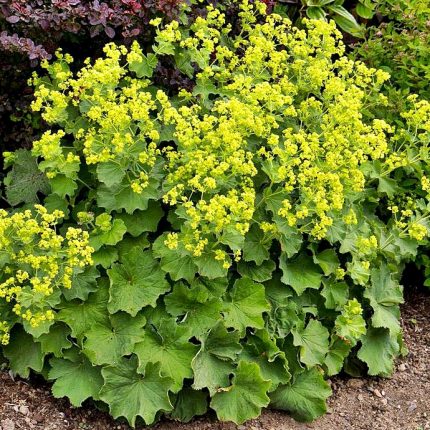 Alchemilla mollis 'Select' (Nagylevelű palástfű)