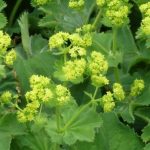 Alchemilla vulgaris (Réti palástfű)