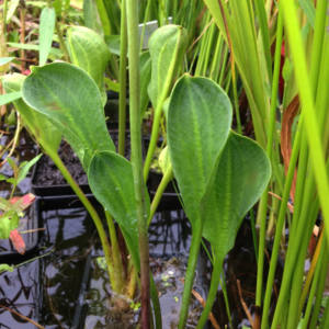Alisma parviflora
