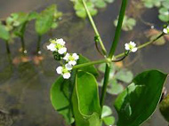 Alisma Plantago Aquatica - hídőr kerti tavi növény