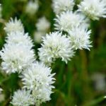 Allium schoenoprasum Corsican white