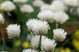 Allium schoenoprasum Elbe