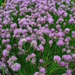 Allium schoenoprasum (Metélőhagyma)