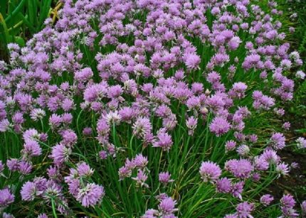 Allium schoenoprasum (Metélőhagyma)