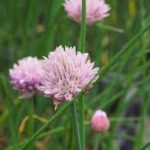 Allium schoenoprasum Prado