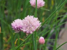 Allium schoenoprasum Prado
