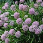 Allium senescens (Hegyi hagyma)