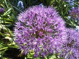 Allium sikkimense (Szikkimi hagyma)