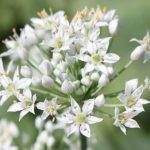 Allium tuberosum (Kínai metélőhagyma)