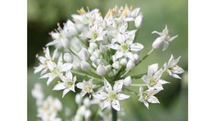 Allium tuberosum (Kínai metélőhagyma)