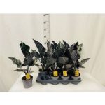 Alocasia ANTORO VELVET