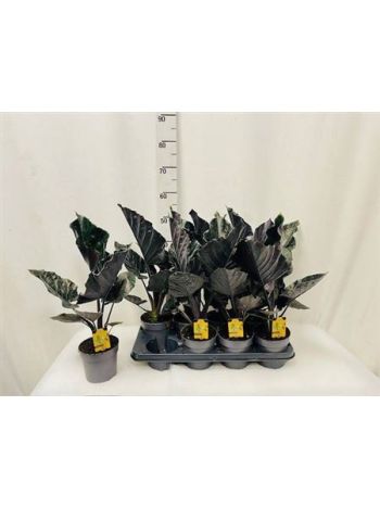 Alocasia ANTORO VELVET