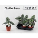 Alocasia SILVER DRAGON