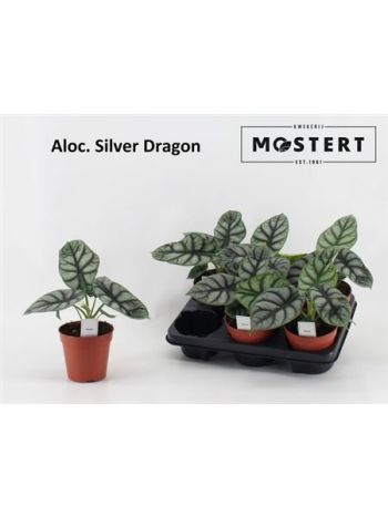 Alocasia SILVER DRAGON