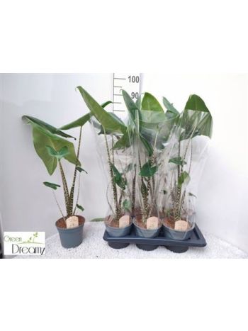 Alocasia ZEBRINA