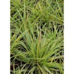 Alopecurus pratensis 'Aureovariegatus' (Réti ecsetpázsit) /csíkos lomb/