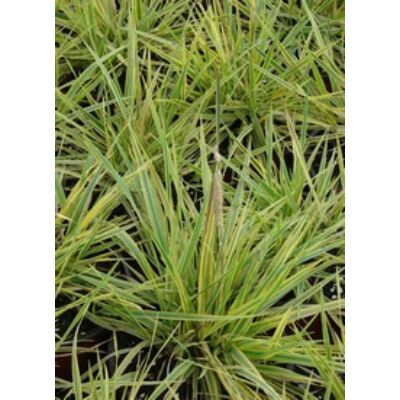 Alopecurus pratensis 'Aureovariegatus' (Réti ecsetpázsit) /csíkos lomb/