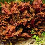 Alternanthera cardinalis akváriumi növény