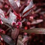 Alternanthera sessilis akváriumi növény