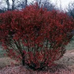 Amelanchier 'Rainbow Pillar'® -