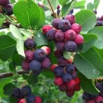 Amelanchier alnifolia 'Northline'