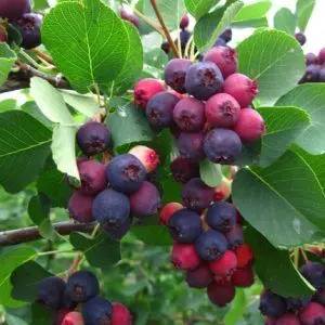 Amelanchier alnifolia 'Northline'