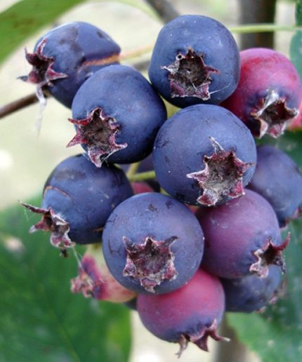 Amelanchier alnifolia 'Sleyt'